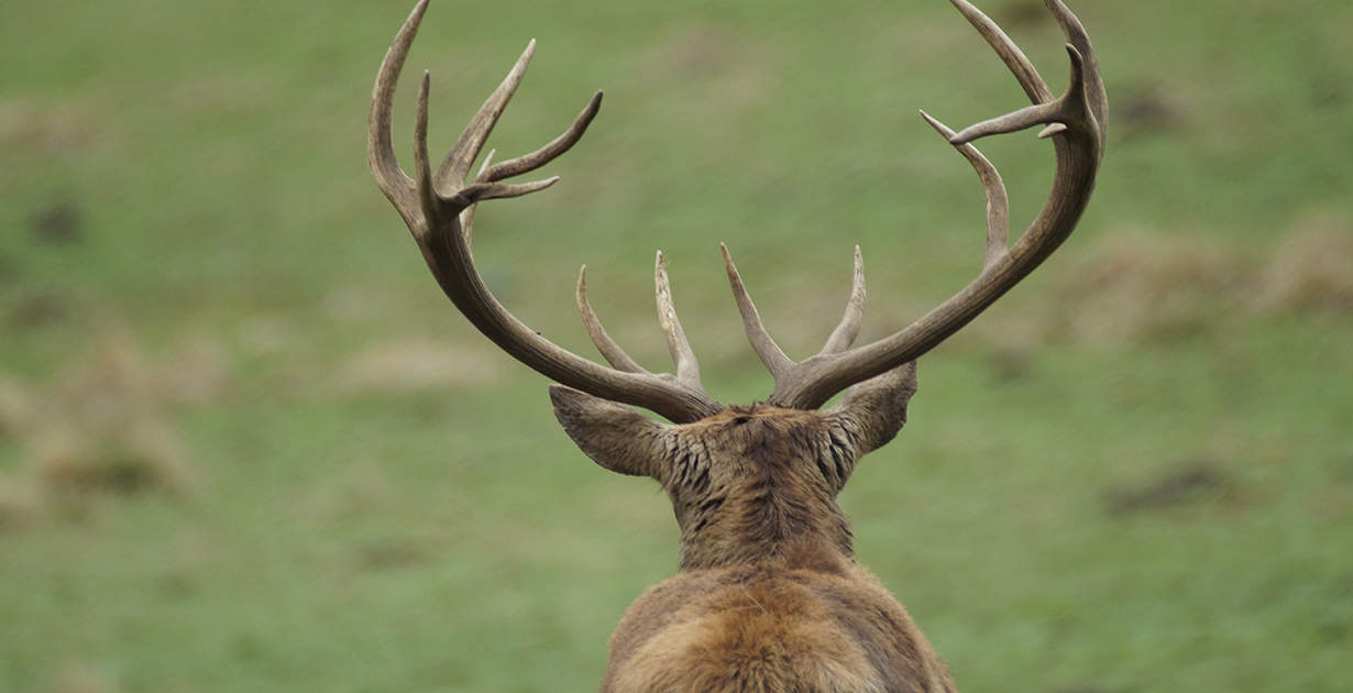 Deer Antler Spray: Potential Benefits and Nutrition Facts - Dr. Axe